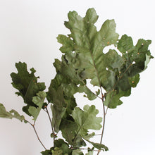 Load image into Gallery viewer, Preserved Green Oak Leaves
