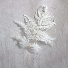 Load image into Gallery viewer, Fern - Dried Mini
