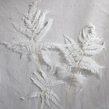 Load image into Gallery viewer, Fern - Dried Mini
