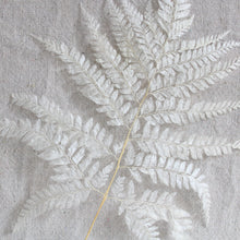 Load image into Gallery viewer, Fern - Dried Mini
