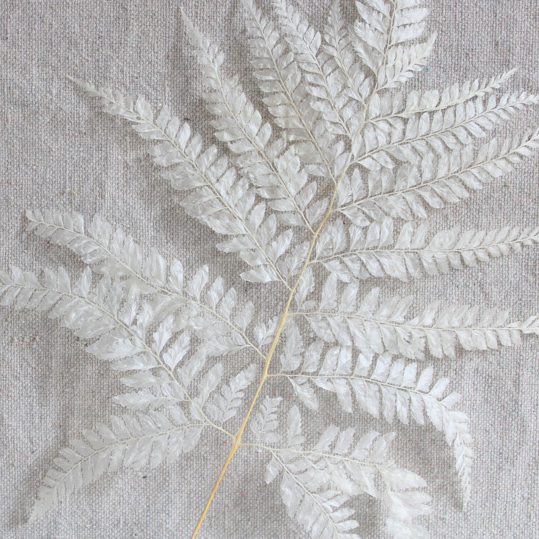 Fern - Dried Mini