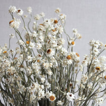 Load image into Gallery viewer, Ammobium (winged everlasting) - Dried Flowers
