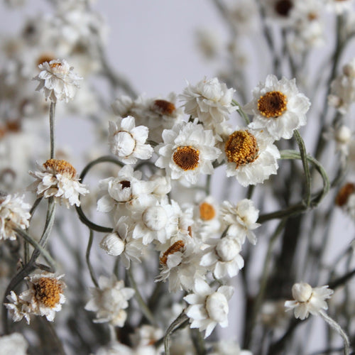 Ammobium (winged everlasting) - Dried Flowers