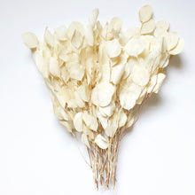 Load image into Gallery viewer, Preserved Bleached/White Populus Eucalyptus
