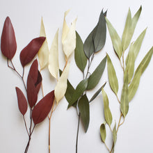 Load image into Gallery viewer, Eucalyptus - Willow (Preserved)
