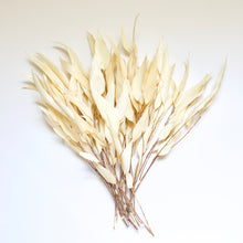 Load image into Gallery viewer, Eucalyptus - Willow (Preserved)
