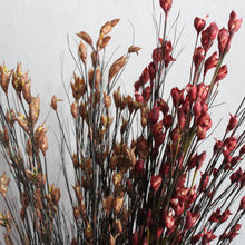 Load image into Gallery viewer, Bell Reed Grass - 36-40&quot;
