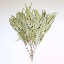 Load image into Gallery viewer, Eucalyptus - Willow (Preserved)
