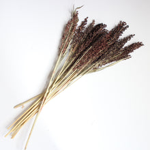 Load image into Gallery viewer, Broom Corn -  Sorghum (Dried)

