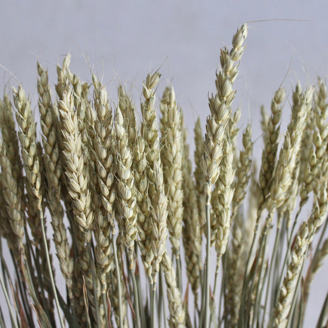 Wheat - Beardless Triticum (Dried)
