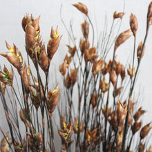 Load image into Gallery viewer, Bell Reed Grass - 36-40&quot;
