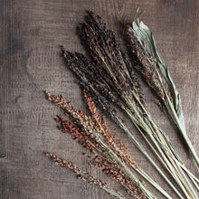 Load image into Gallery viewer, Broom Corn -  Sorghum (Dried)
