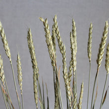 Load image into Gallery viewer, Wheat - Beardless Triticum (Dried)
