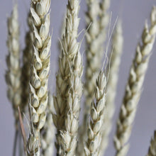 Load image into Gallery viewer, Wheat - Beardless Triticum (Dried)

