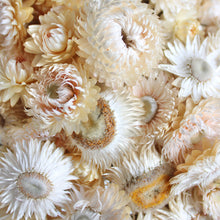 Load image into Gallery viewer, Strawflowers - Dried
