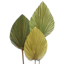 Load image into Gallery viewer, Palm Fronds - Anahaw 40&quot;
