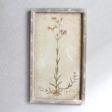 Load image into Gallery viewer, Botanical Prints - Field Flower
