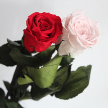 Load image into Gallery viewer, Preserved Stemmed Rose
