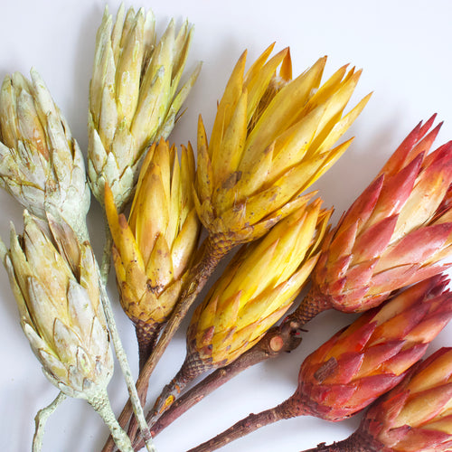 Dried Protea Magnifica Stems – houseoflilac