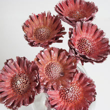 Load image into Gallery viewer, Protea - Rosette Compacta
