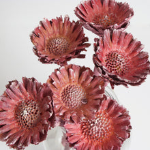 Load image into Gallery viewer, Dried Rosette Compacta Protea
