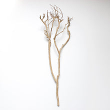 Load image into Gallery viewer, Tea Tree Branch
