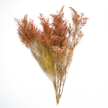 Load image into Gallery viewer, Preserved Foliage (Caspia/Limonium) Bunch in color &quot;Peach&quot;
