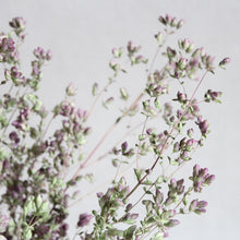 Load image into Gallery viewer, Oregano - Santa Cruz
