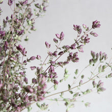 Load image into Gallery viewer, Oregano - Santa Cruz
