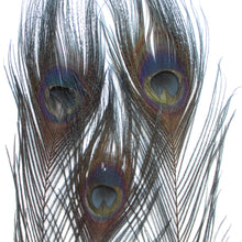 Load image into Gallery viewer, Peacock Feather - Dyed
