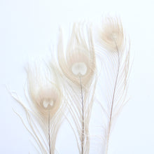 Load image into Gallery viewer, Peacock Feather - Dyed

