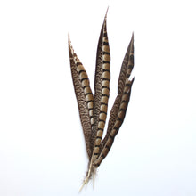 Load image into Gallery viewer, Pheasant Feather - Lady Amherst
