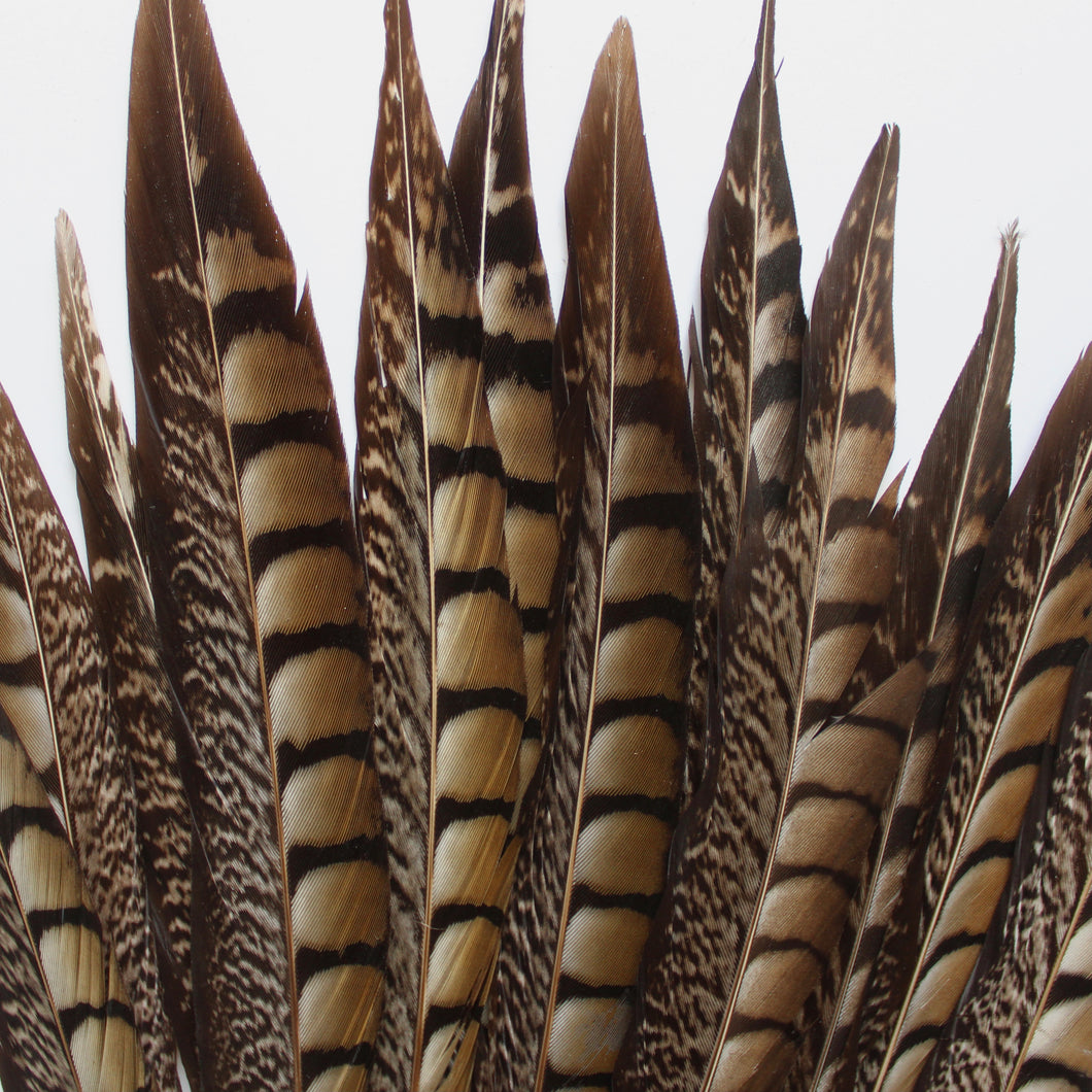 Pheasant Feather - Lady Amherst
