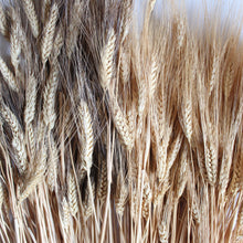 Load image into Gallery viewer, Wheat - Bearded Triticum (Dried)
