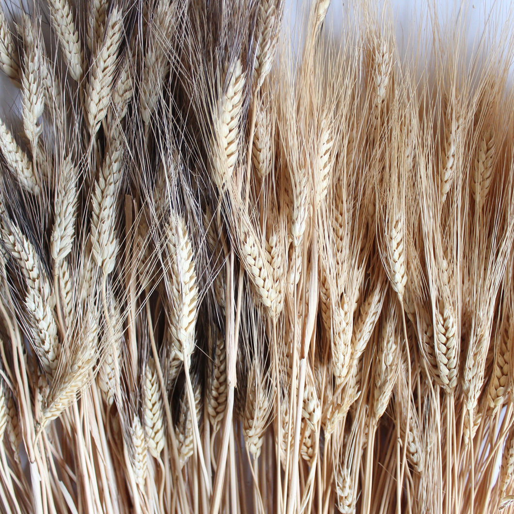 Wheat - Bearded Triticum (Dried)
