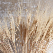 Load image into Gallery viewer, Wheat - Bearded Triticum (Dried)

