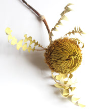 Load image into Gallery viewer, Banksia Baxterii
