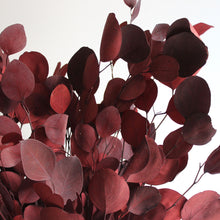 Load image into Gallery viewer, Preserved Red Populus Eucalyptus
