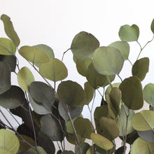 Load image into Gallery viewer, Preserved Green Populus Eucalyptus - round leaves
