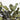 Preserved Green Populus Eucalyptus - round leaves