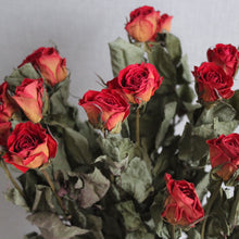Load image into Gallery viewer, Roses - Dried
