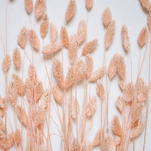 Load image into Gallery viewer, Phalaris
