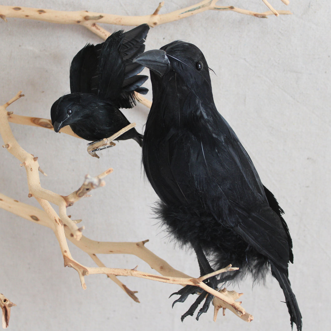 Feather Bird - Raven & Crow
