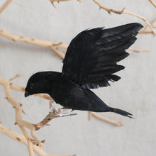 Load image into Gallery viewer, Feather Bird - Raven &amp; Crow
