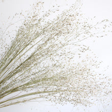 Load image into Gallery viewer, Rice Grass - Dried
