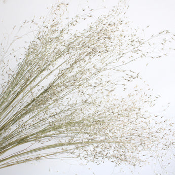 Dried Rice Grass