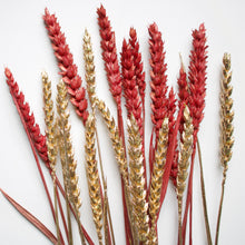 Load image into Gallery viewer, Rye Wheat
