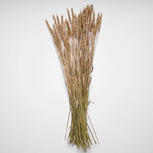 Load image into Gallery viewer, Rye Wheat
