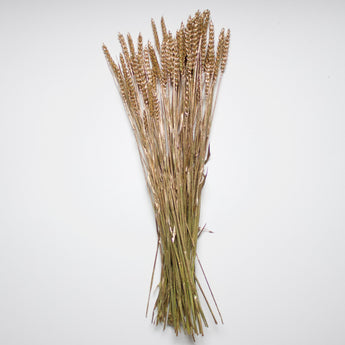 Dried Rye Wheat