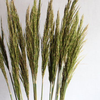 Preserved Plume Reed
